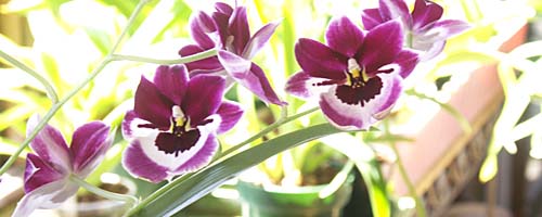 Miltoniopsis Hybrids growing on an orchid cart